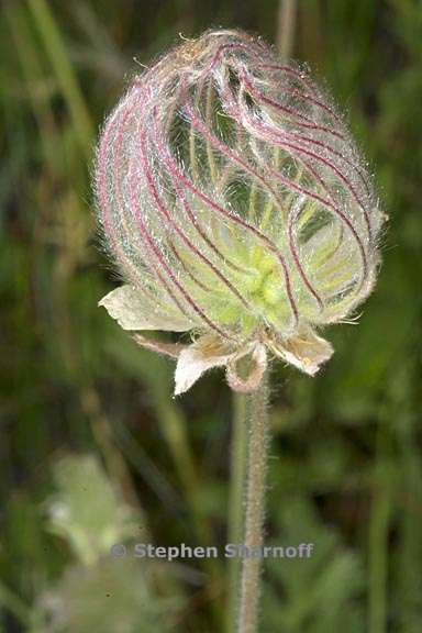 geum triflorum 3 graphic